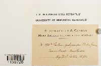 Leskea polycarpa image