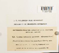 Leskea polycarpa image