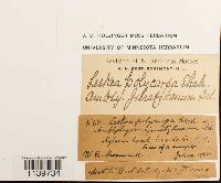 Leskea polycarpa image