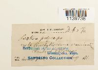 Leskea polycarpa image