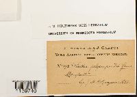 Leskea polycarpa image