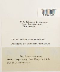 Leskea polycarpa image