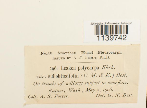 Leskea polycarpa var. subobtusifolia image