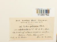 Leskea polycarpa image