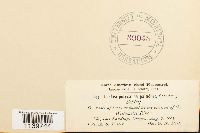 Leskea polycarpa image