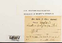 Leskea polycarpa image