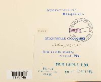 Leskea polycarpa image