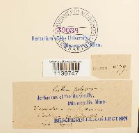 Leskea polycarpa image