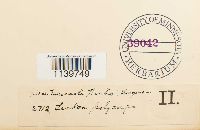 Leskea polycarpa image