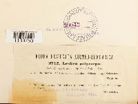 Leskea polycarpa image