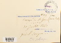 Leskea polycarpa image