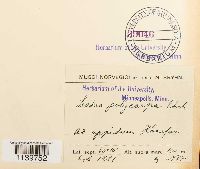 Leskea polycarpa image