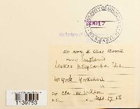 Leskea polycarpa image