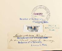 Leskea polycarpa image