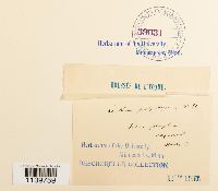 Leskea polycarpa image