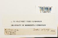 Leskea polycarpa image