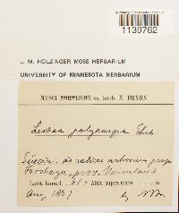 Leskea polycarpa image