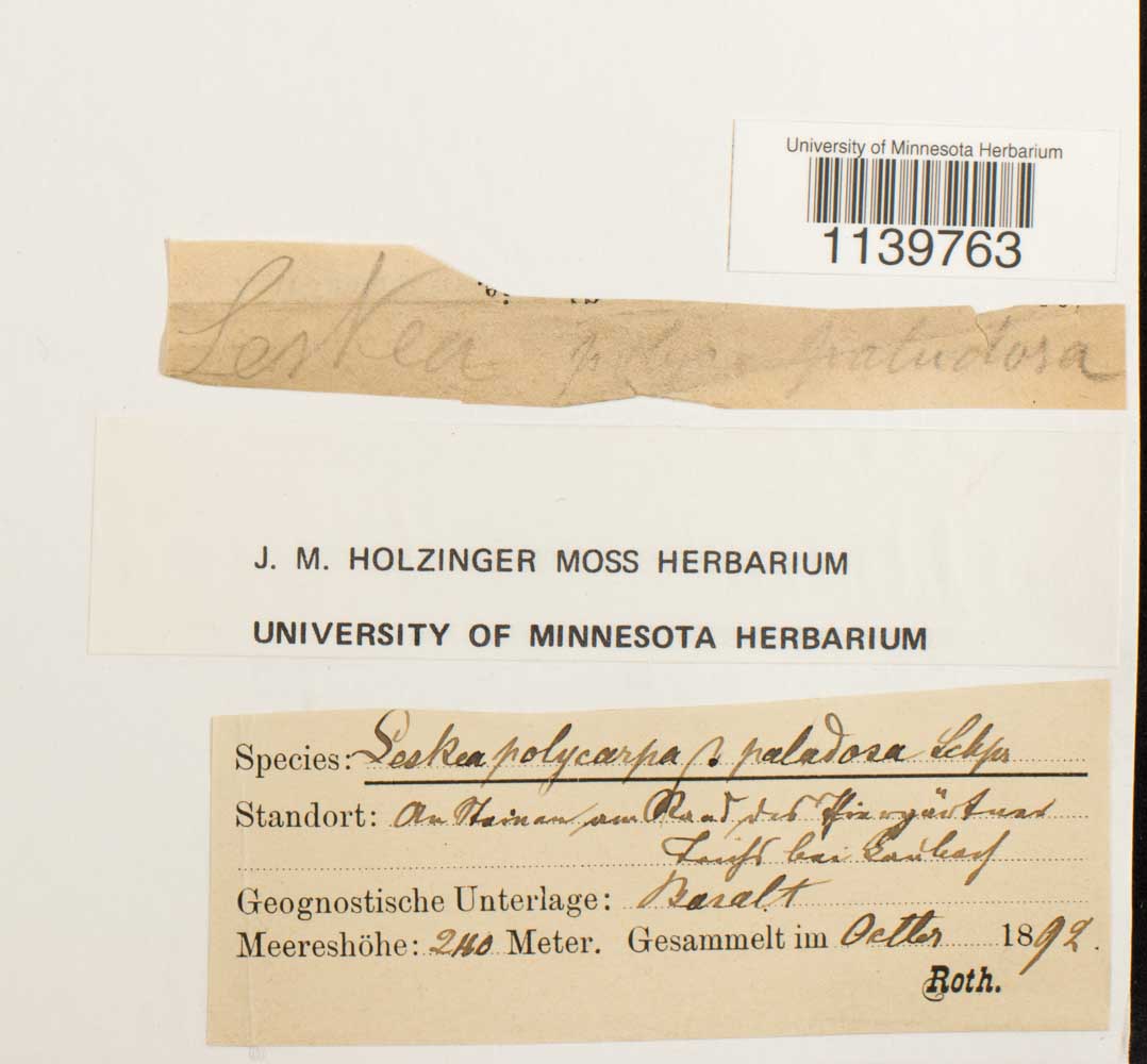 Leskea polycarpa image