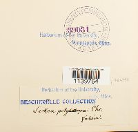 Leskea polycarpa image