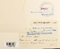 Leskea polycarpa image