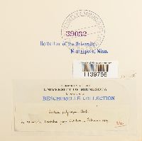 Leskea polycarpa image