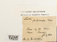 Leskea polycarpa image