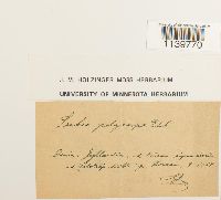 Leskea polycarpa image