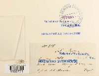 Leskea polycarpa image