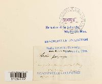 Leskea polycarpa image