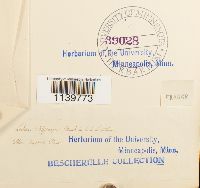 Leskea polycarpa image