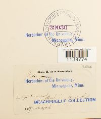 Leskea polycarpa image