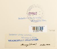 Leskea polycarpa image