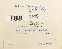 Leskea polycarpa image