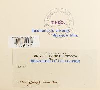 Leskea polycarpa image