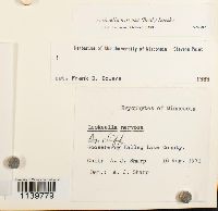 Leskeella nervosa image