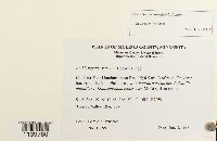 Leskeella nervosa image