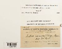 Leskeella nervosa image