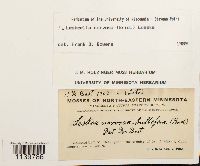 Leskeella nervosa image