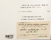 Leskeella nervosa image