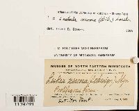 Leskeella nervosa image