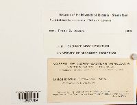 Leskeella nervosa image