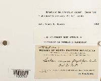 Leskeella nervosa image