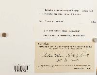 Leskeella nervosa image