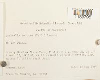 Leskeella nervosa image