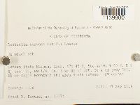 Leskeella nervosa image