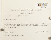 Leskeella nervosa image