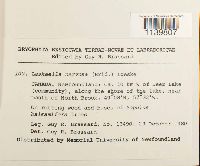 Leskeella nervosa image