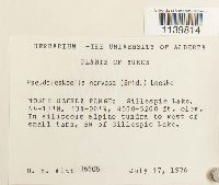 Leskeella nervosa image