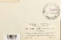 Leskeella nervosa image