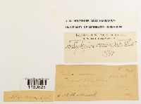 Leskeella nervosa image